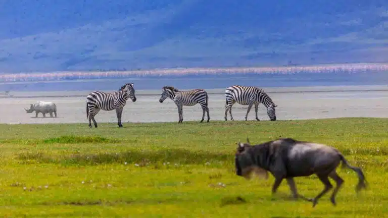 A Complete Guide For a Safari in Tanzania