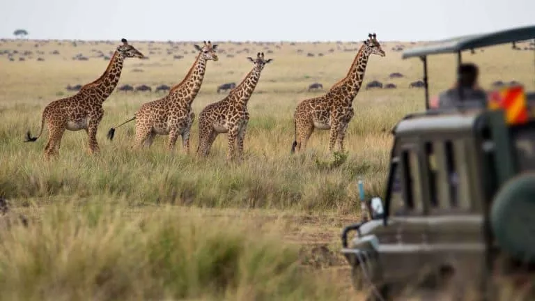 Best Tanzania Safari Destinations