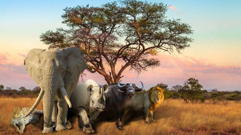 Tanzania's Big Five Safari