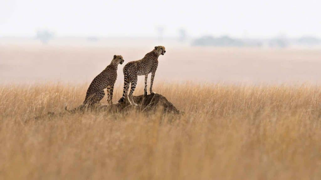 When is the Best Time to Visit Serengeti National Park
