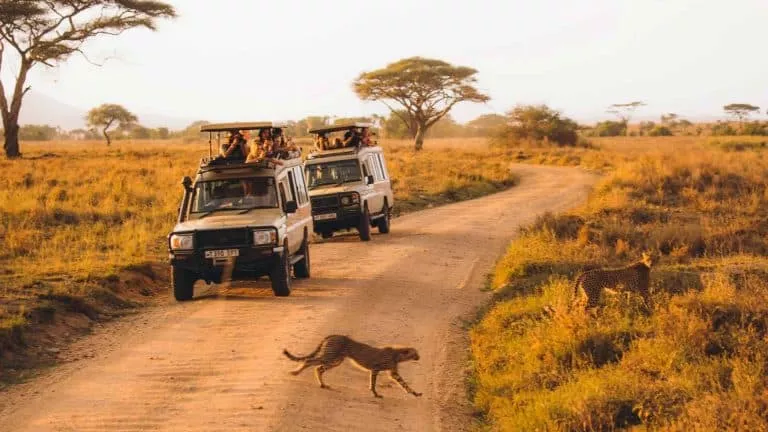Why You Should Choose Tanzania for Your Next Safari Adventure