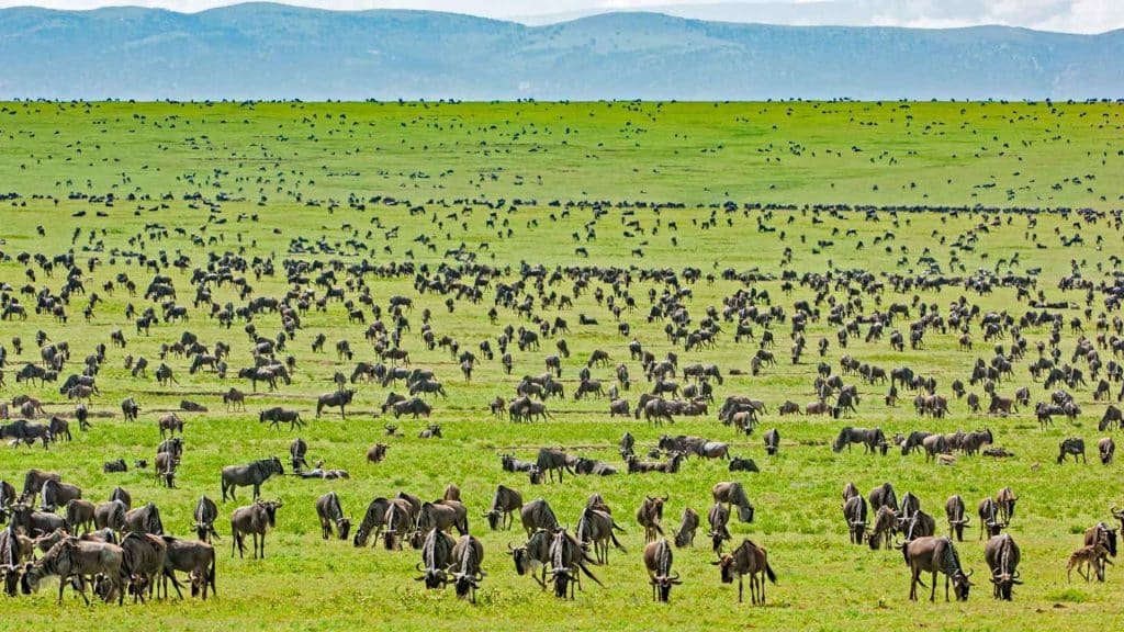 8 Tips to Witness the Spectacular Great Migration Calving Season