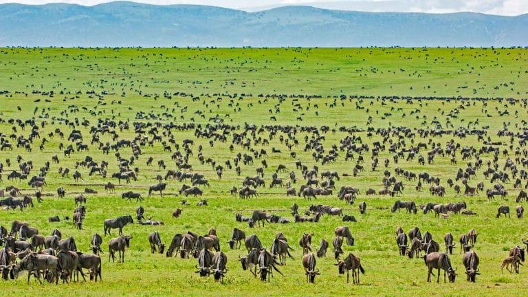 8 Tips to Witness the Spectacular Great Migration Calving Season