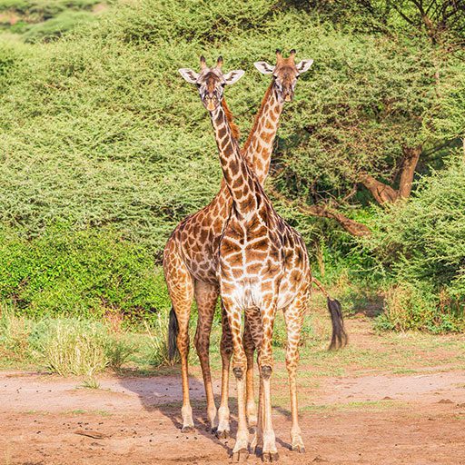 Serengeti-National-Park-2