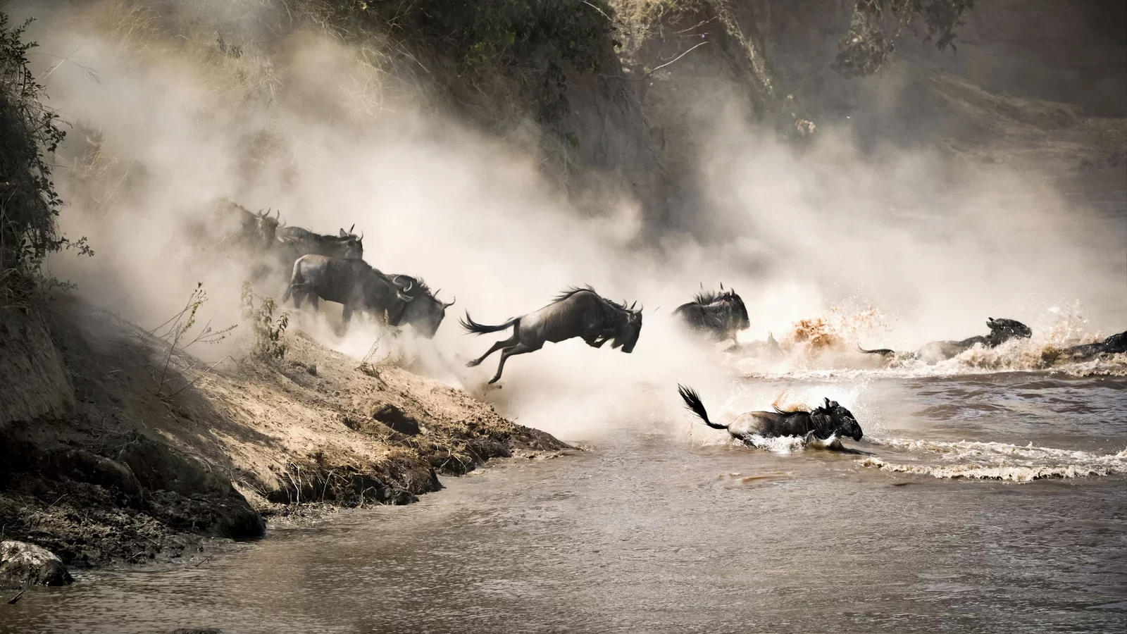 Days Migration Safaris – River Crossing