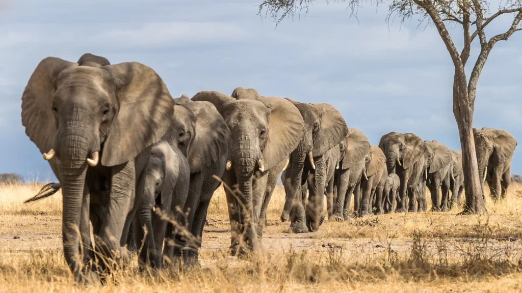 What to Expect on a Safari in Tanzania