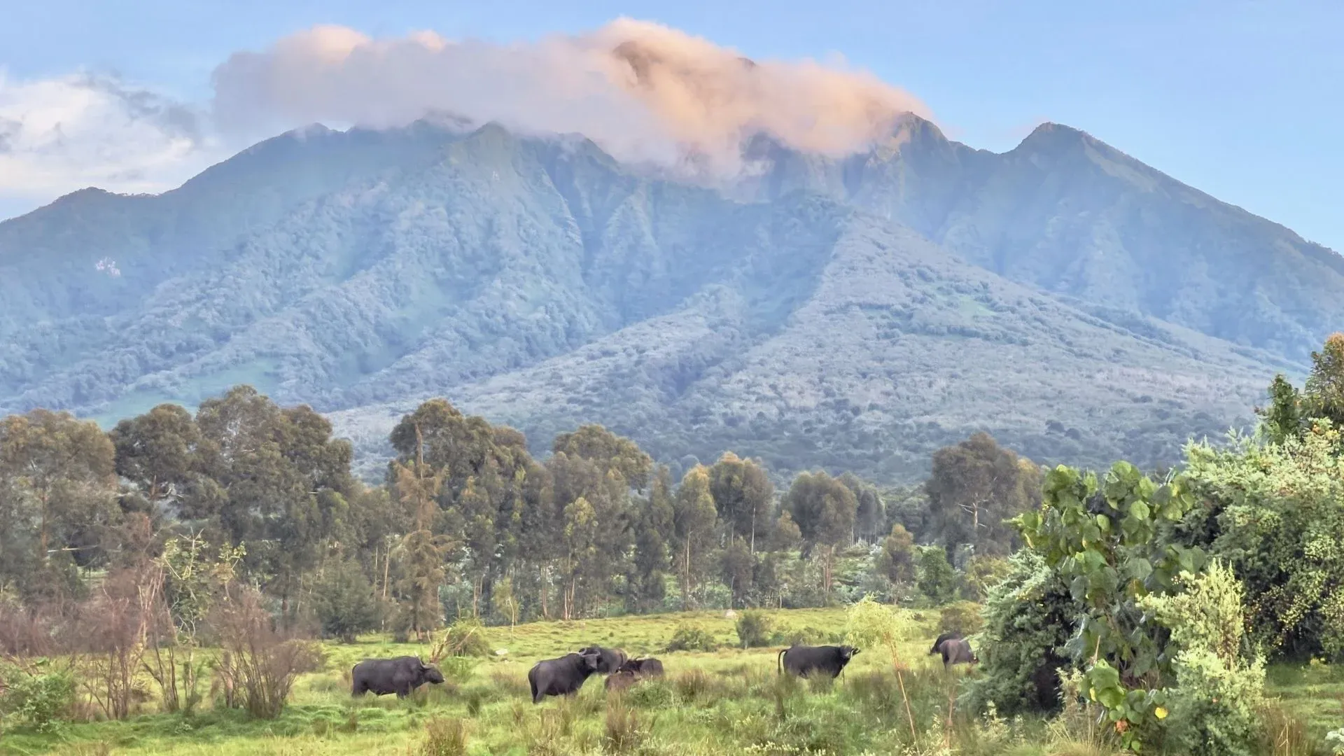 imgi_22_Volcanoes-national-park-park-Rwanda-min