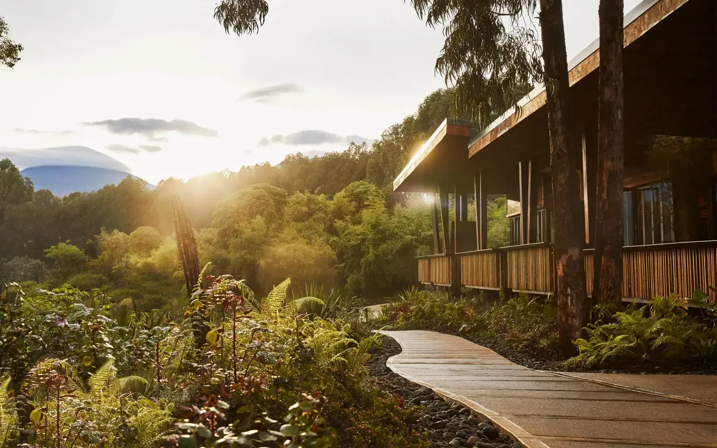 imgi_50_OneOnly-Gorilla_s-Nest-1