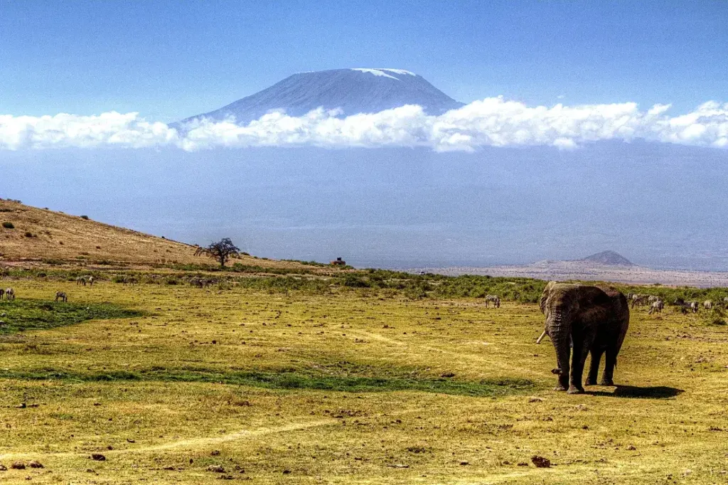 imgi_50_elephant-with-the-kilimanjaro-at-the-background-tanzania-elephant-africa-african-1024x682