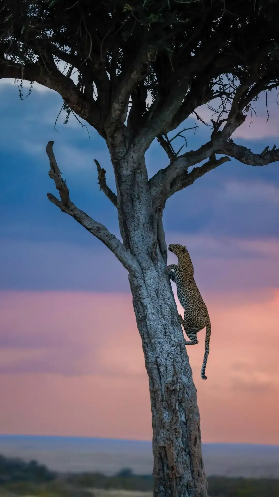 imgi_54_Leopard-Climbing-a-Tree-at-Sunset-in-Maasai-Mara-min