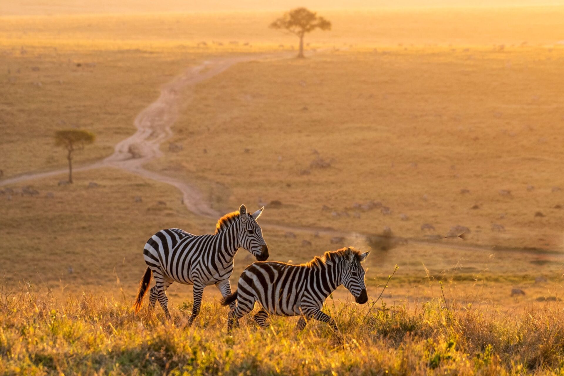 Kenya Safaris
