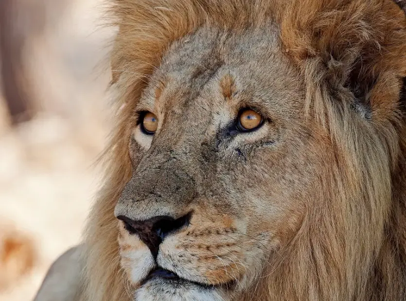 imgi_76_andbeyond-ngorongoro-5