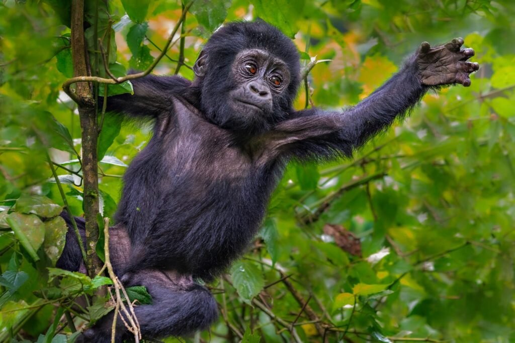 Best month for gorilla trekking
