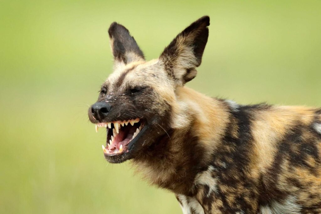 African wild dog sightings in Tanzania