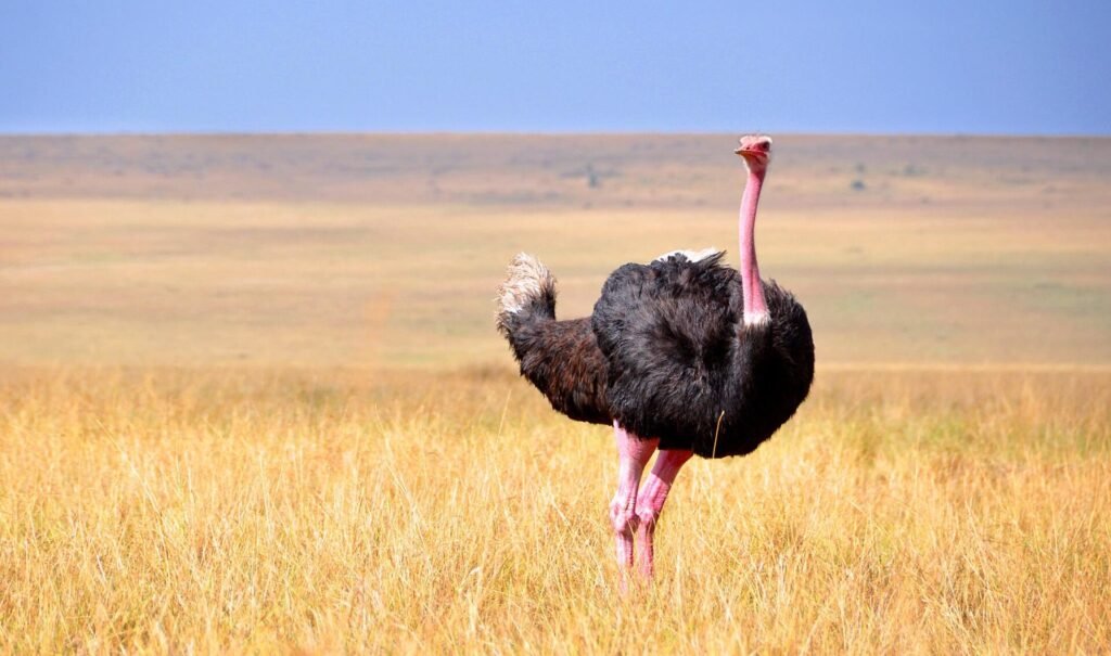 Biggest Birds in the World