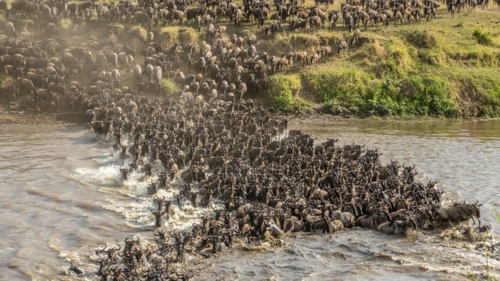 Grumeti River crossing dates