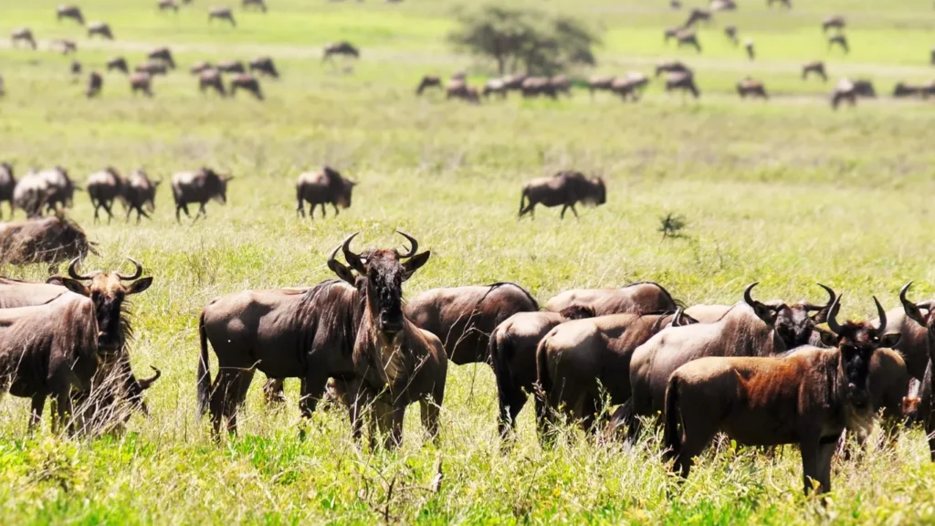 Kenya animal migration season
