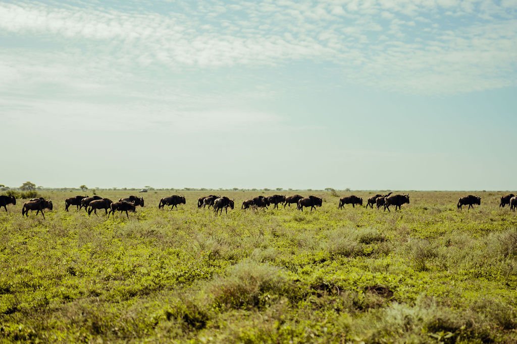 Best Time to Visit Kenya Safari