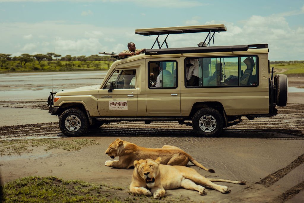 How Fast Does a Lion Run