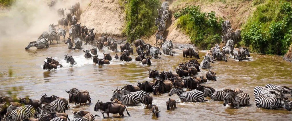 Prime Maasai Mara River Crossing