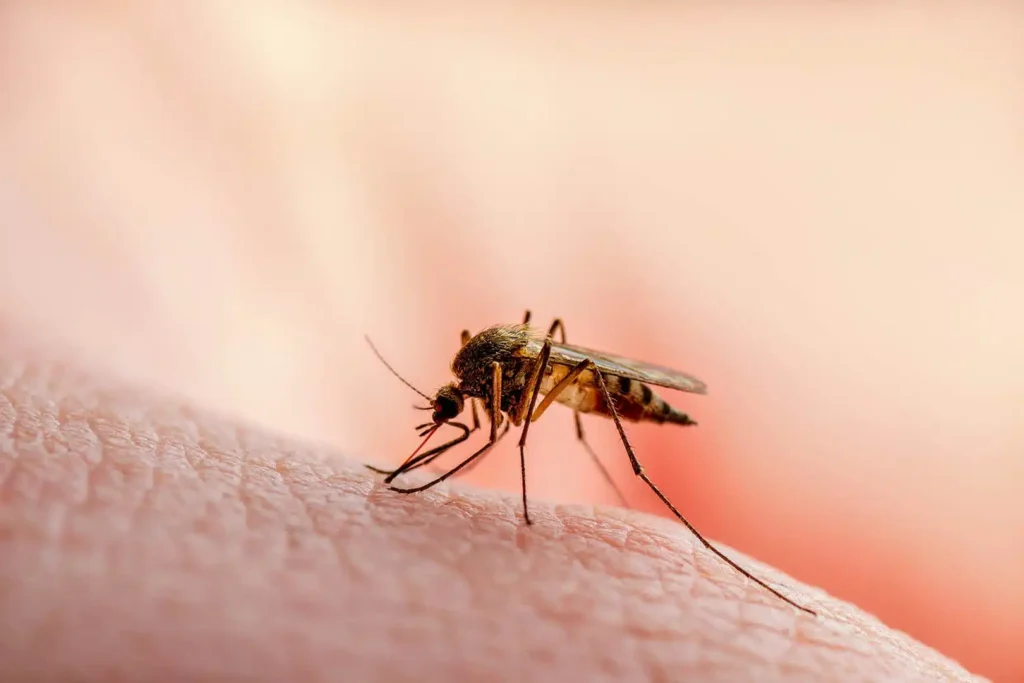Malaria risk during rainy season
