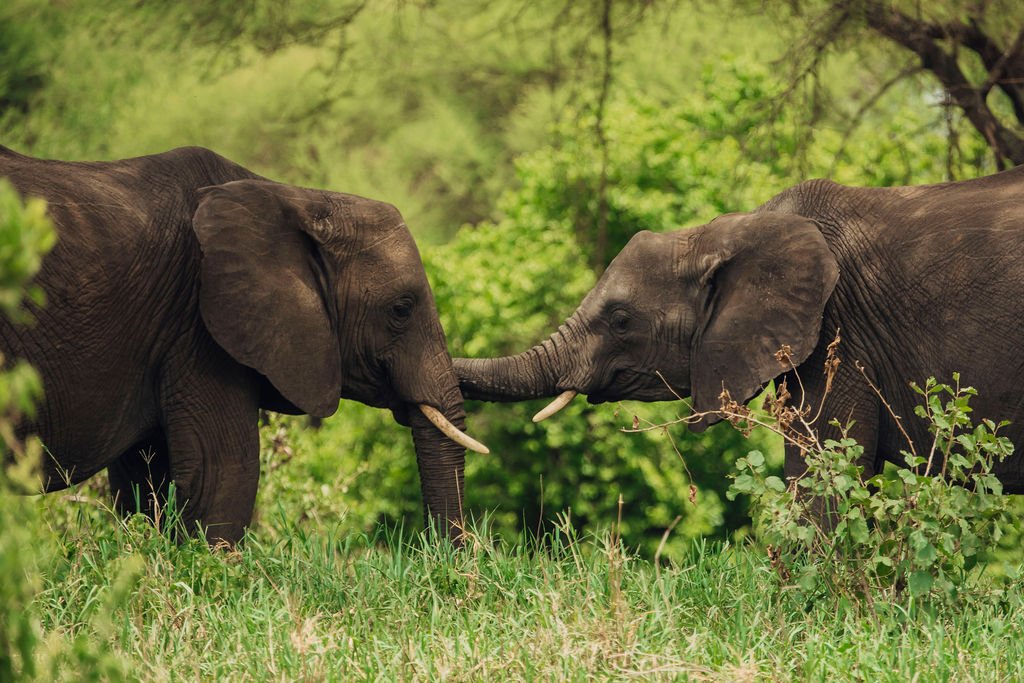 Cheapest month for Tanzania safari