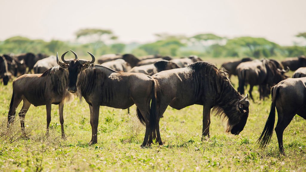 Calving season in Tanzania