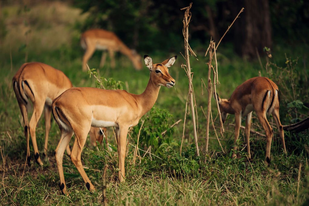 The Majestic Serengeti Antelope: A Closer Look