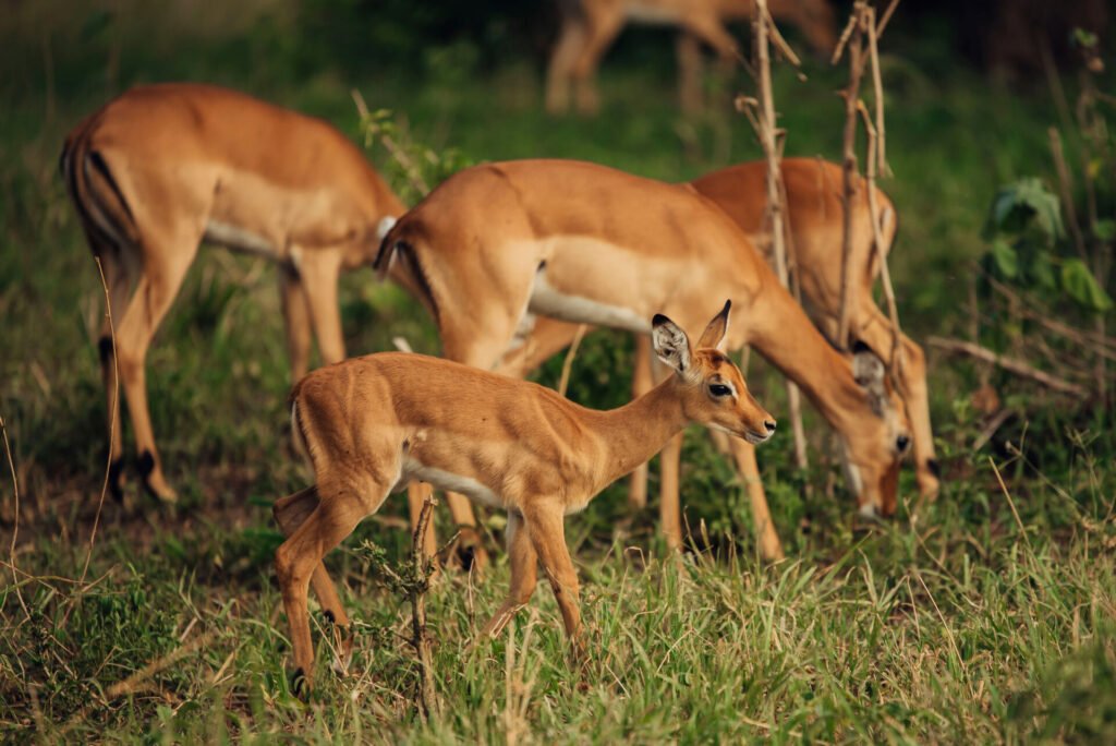Cheapest time to go on African safari