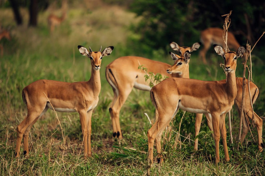 Gazelle Vs. Antelope