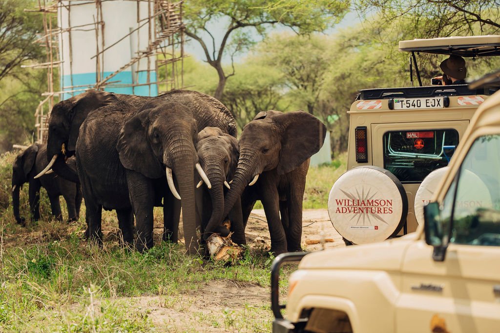 How fast is an elephant