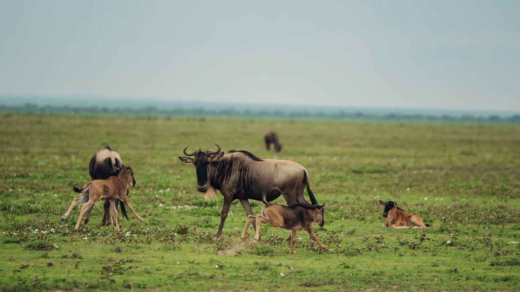 Serengeti Great Migration monthly calendar