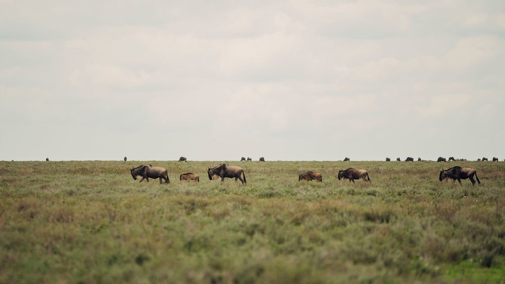 Understanding the Great Migration Timing Patterns