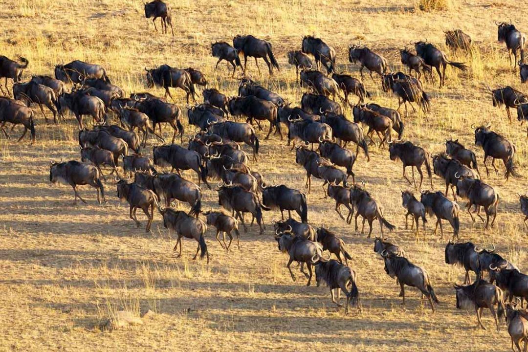 8-Tips-to-Witness-the-Spectacular-Great-Migration-Calving-Season-1